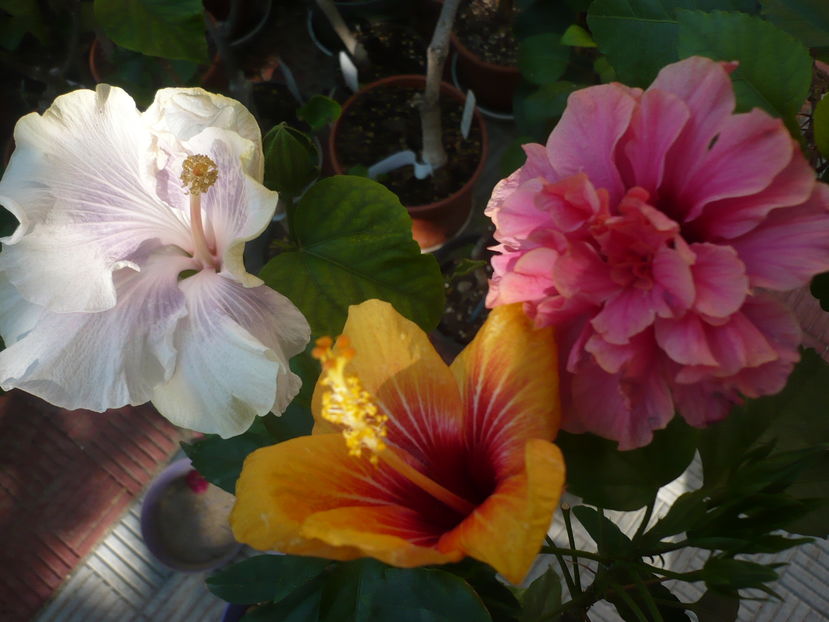 P1290389 - HIBISCUSI 2016-5