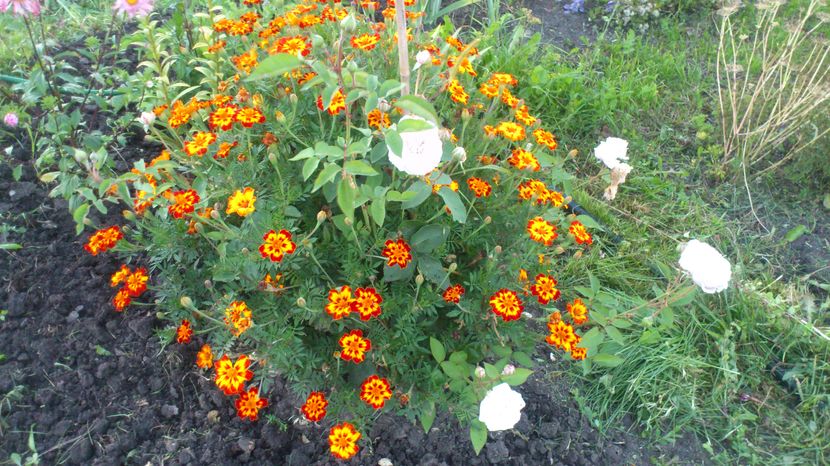 souvenir de la malamaison