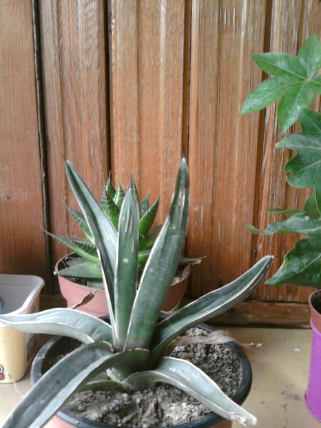 agava victoria regine