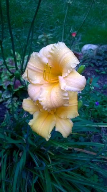  - 2016 Hemerocallis