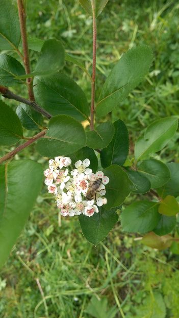 IMAG3045 - Aronia