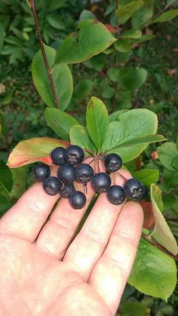 IMAG4220 - Aronia