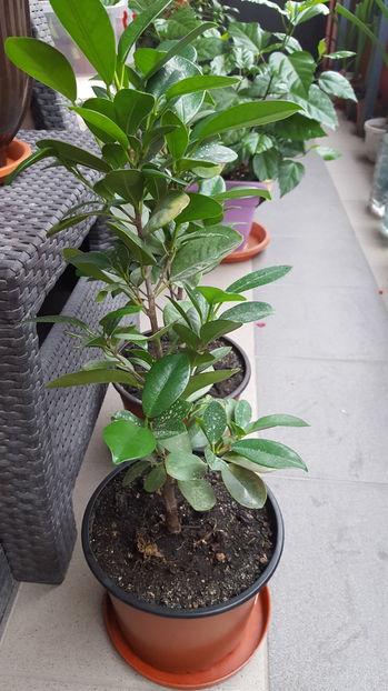  - Ficus microcarpa Moclame