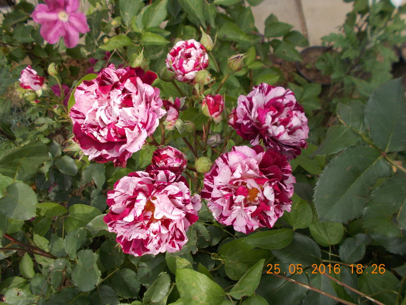  - TRANDAFIRI 2016
