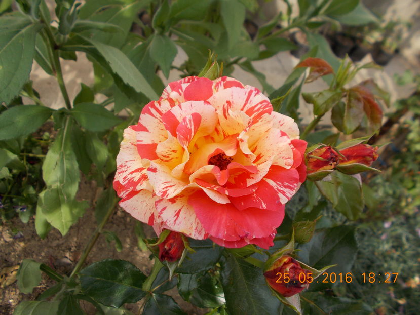 alfred sisley - TRANDAFIRI 2016