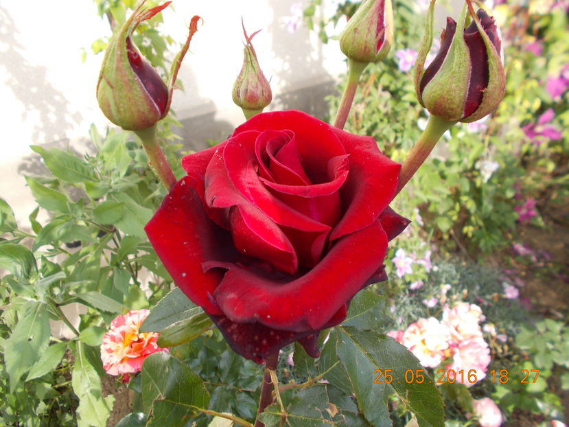  - TRANDAFIRI 2016