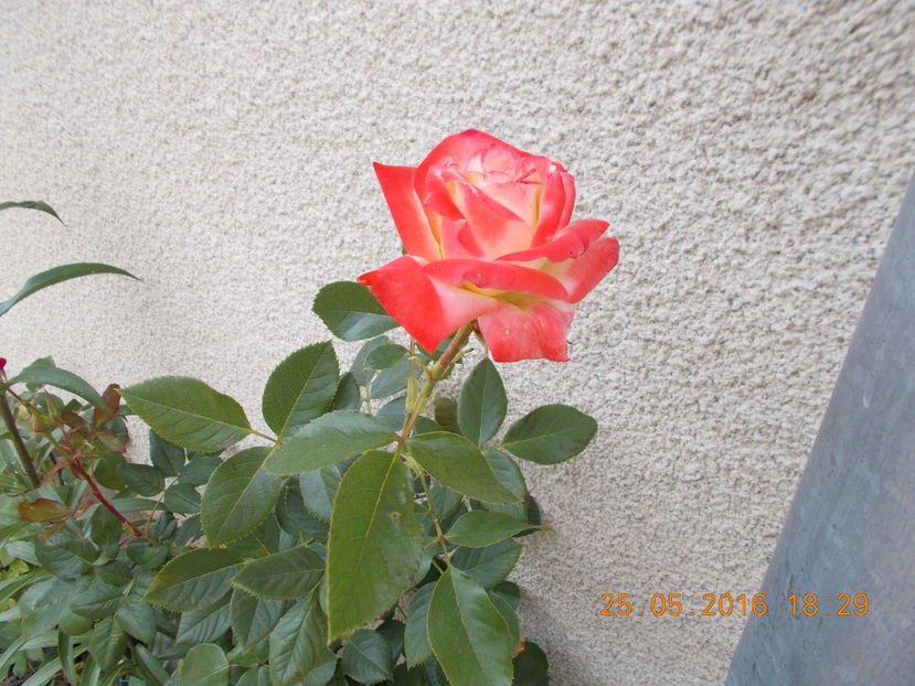  - TRANDAFIRI 2016