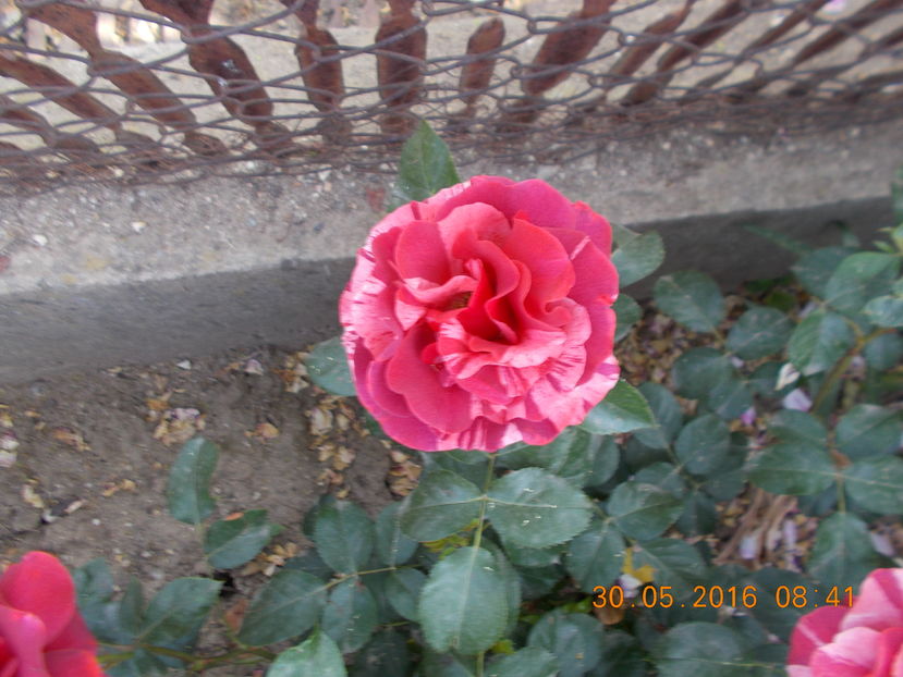 brownie - TRANDAFIRI 2016