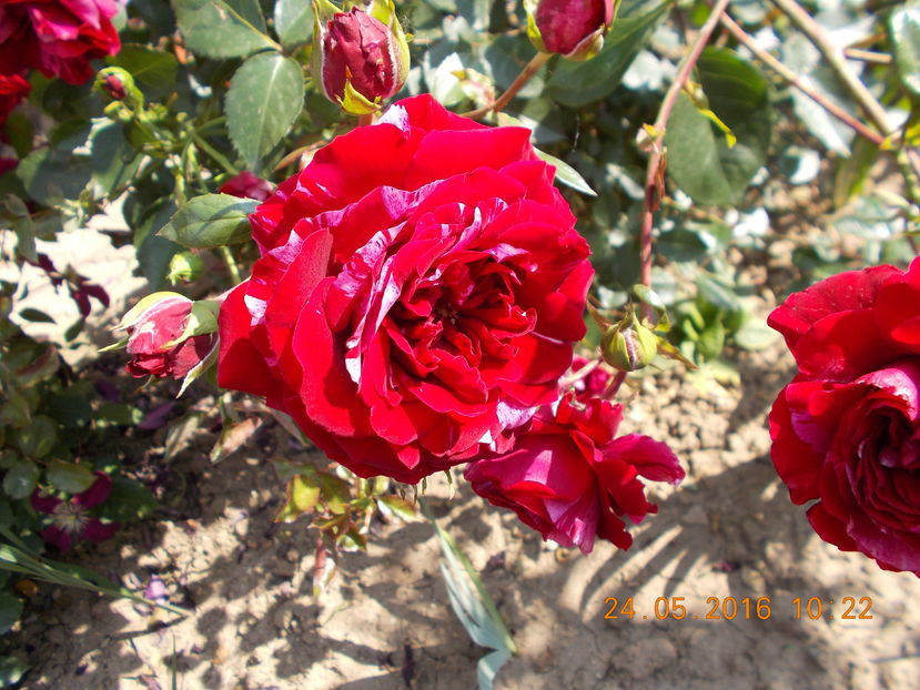  - TRANDAFIRI 2016