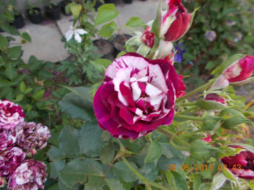  - TRANDAFIRI 2016
