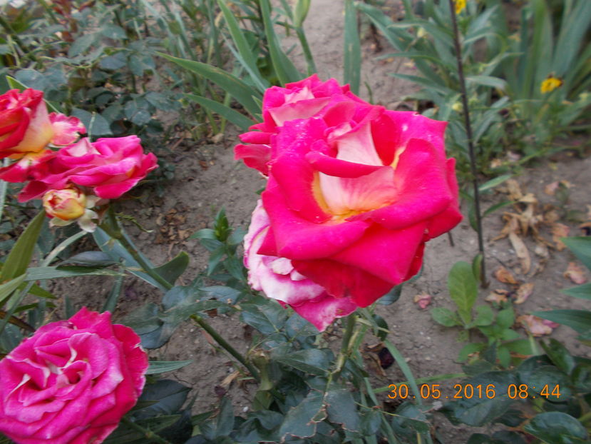  - TRANDAFIRI 2016