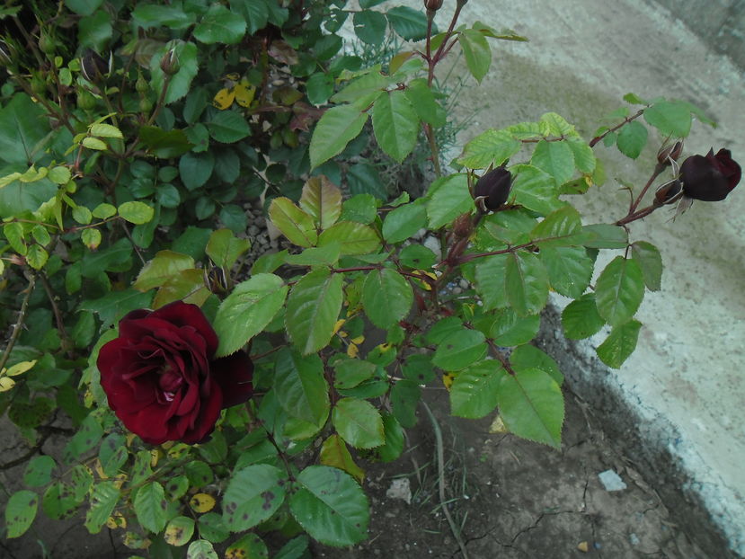 SAM_8591 - Gradina si trandafirii 2016 - I