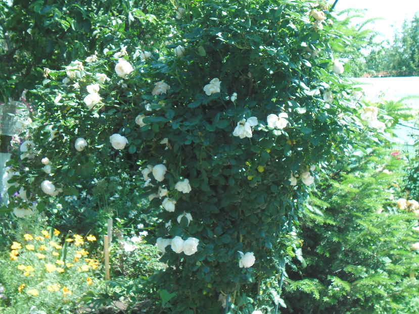 UETERSENER KLOSTERROSE