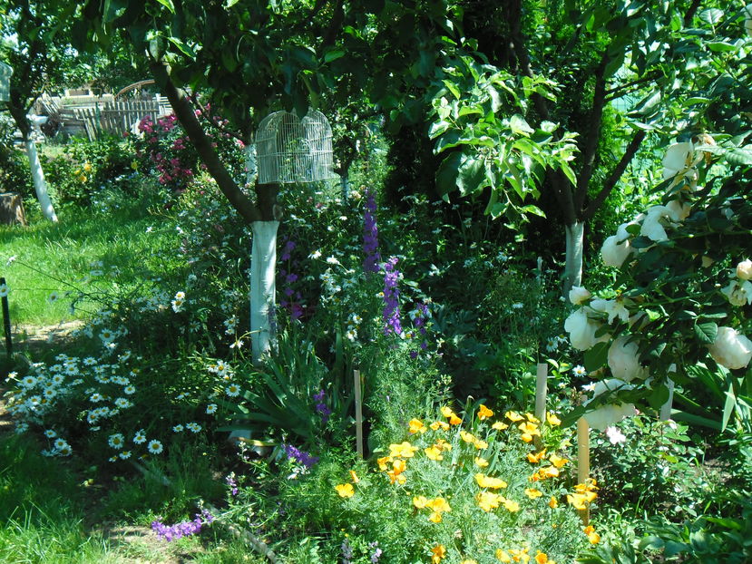 SAM_8706 - Gradina si trandafirii 2016 - I