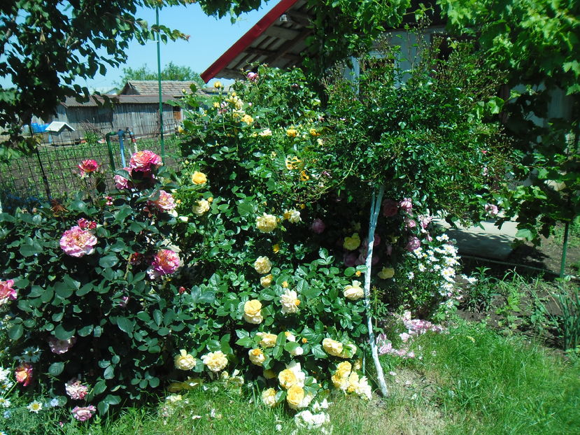 SAM_8726 - Gradina si trandafirii 2016 - I