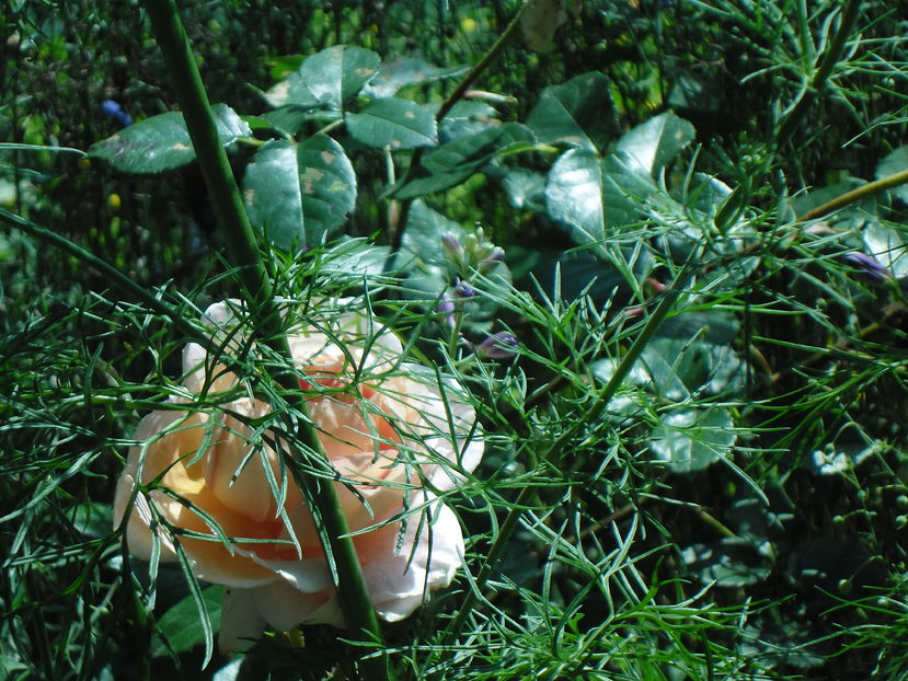 ABRAHAM DARBY
