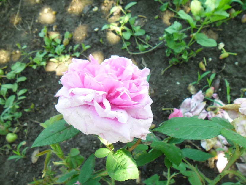 COMTE DE CHAMBORD