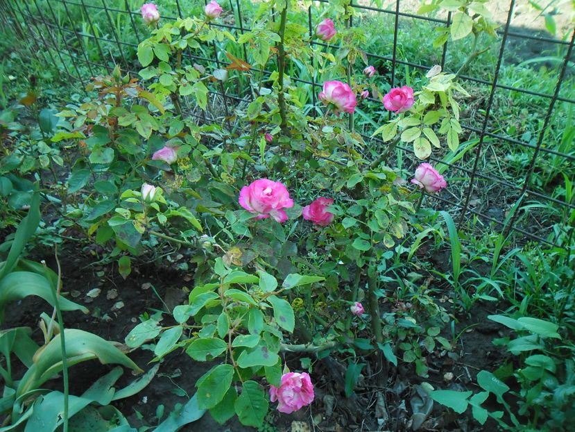 BORDURE ROSE - Gradina si trandafirii 2016 - I