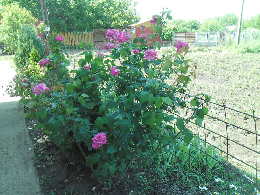 CAPRICE DE MEILLAND - Gradina si trandafirii 2016 - I