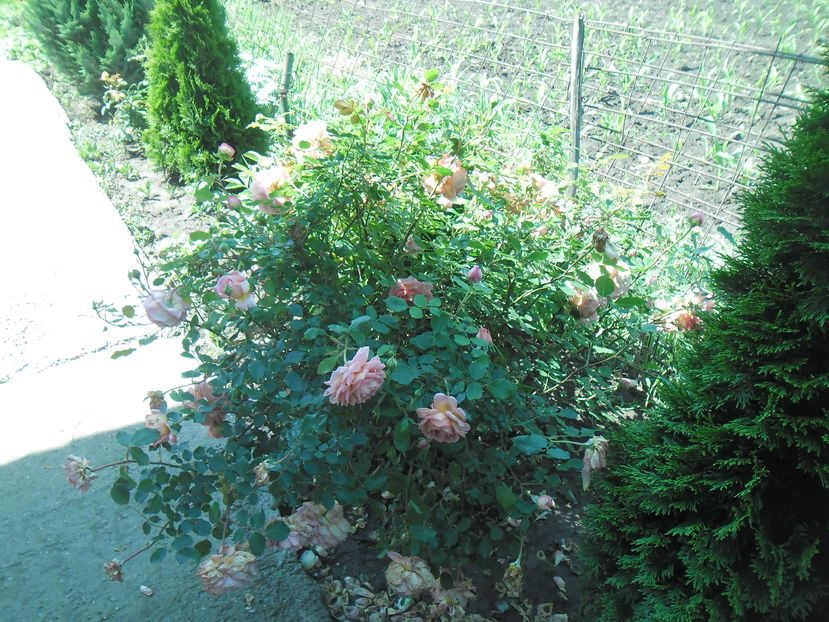 JUBILEE CELEBRATION - Gradina si trandafirii 2016 - I