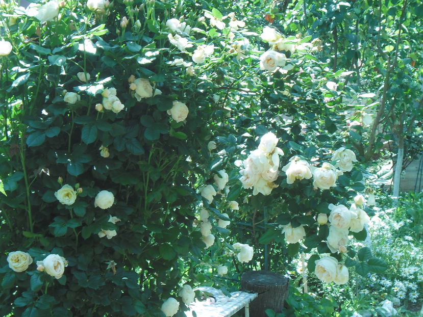UETERSENER KOLSTERROSE