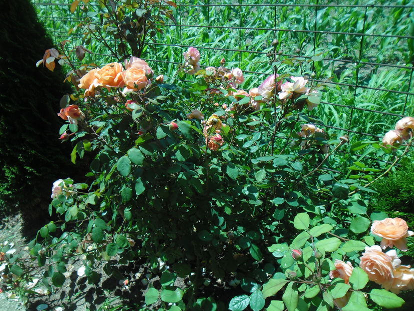LADY EMMA HAMILTON