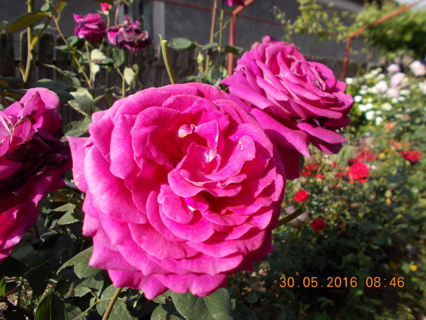  - TRANDAFIRI 2016