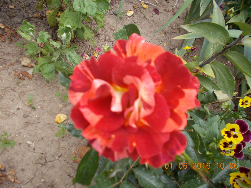 brownie - TRANDAFIRI 2016