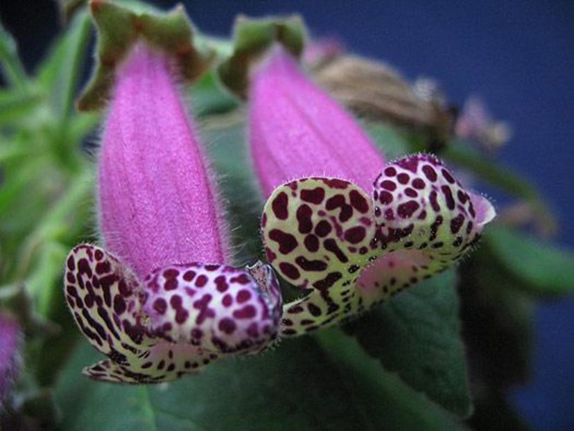 Kohleria-warszewiczii - K-Warszewickzii