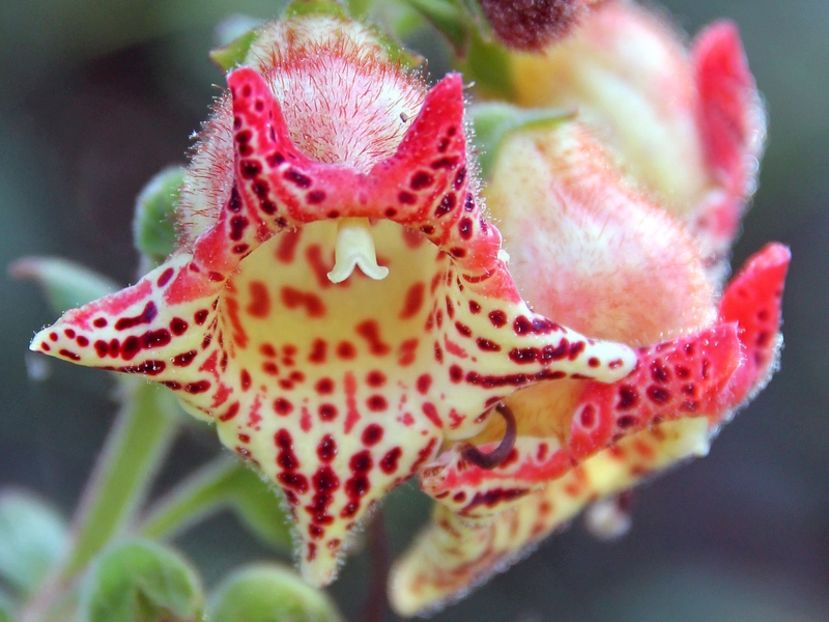 Kohleria-allenii-plantes-rares-fleurs - K-Allenii