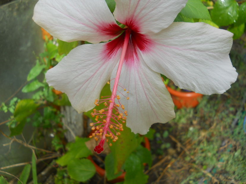 albolascinatus - Flori apartament