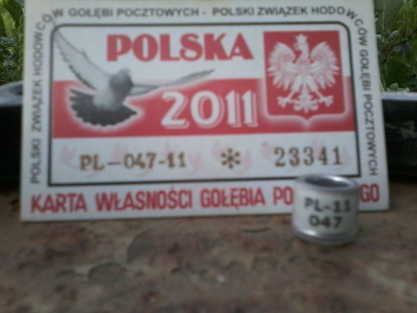 POLONIA 2011 - Inele De Colectie PL Polonia