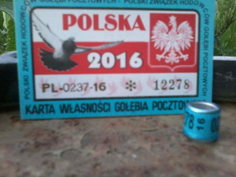 POLONIA 2016 - Inele De Colectie PL Polonia