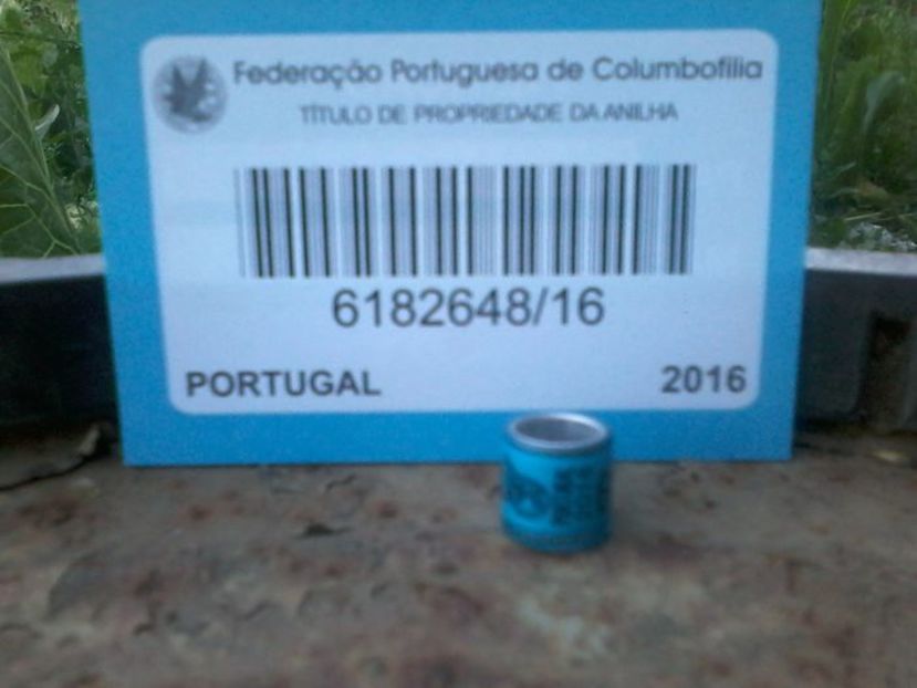 PORTUGALIA 2016 FCI - Inele De Colectie PO Portugalia