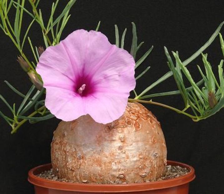 Ipomoea holubii - Whish list pentru viata urmatoare1