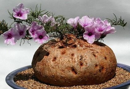 Ipomoea holubii - Whish list pentru viata urmatoare1