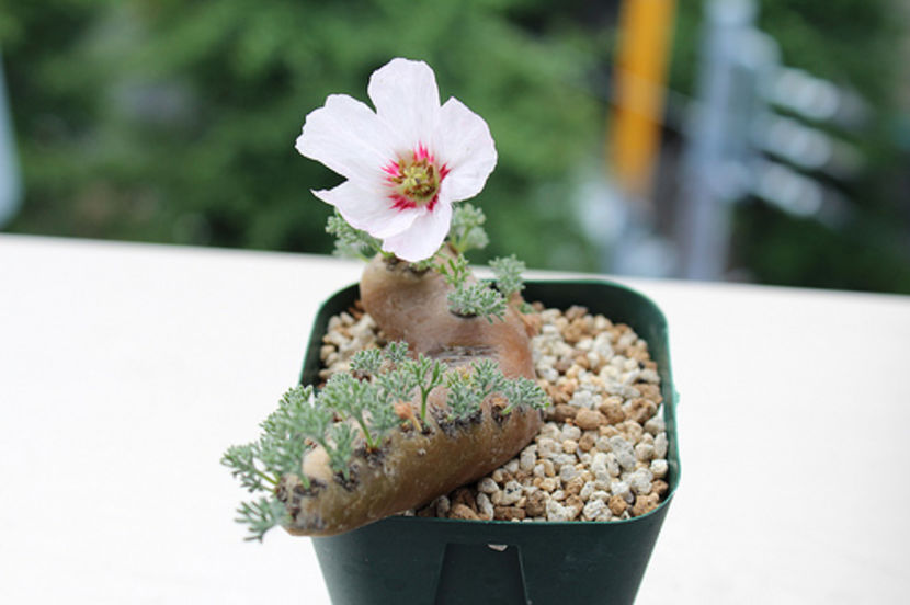 Sarcocaulon multifidum - Whish list pentru viata urmatoare1