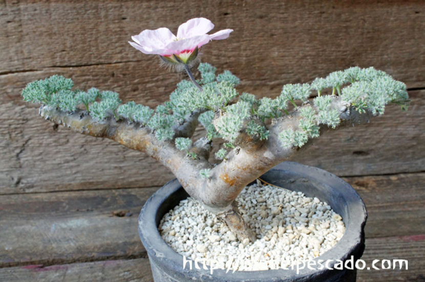 Sarcocaulon multifidum - Whish list pentru viata urmatoare1