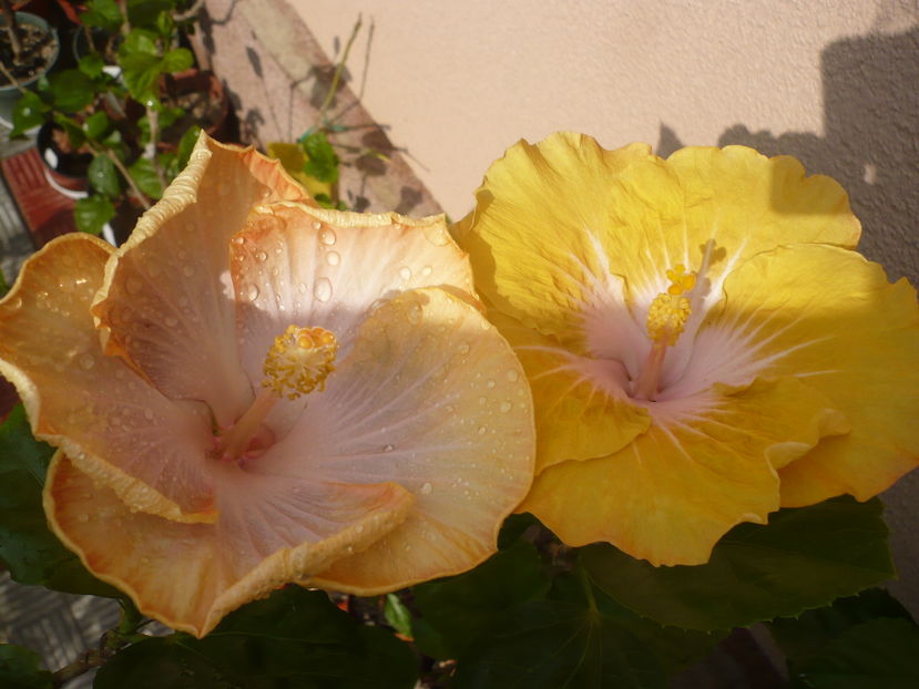 24.08.2016 - HIBISCUSI 2016-5