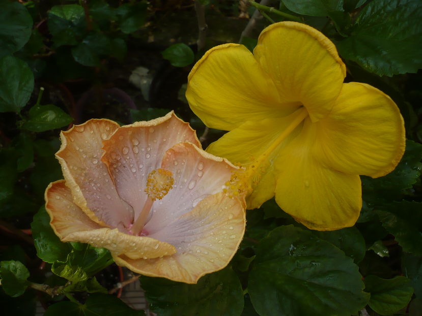 P1290406 - HIBISCUSI 2016-5