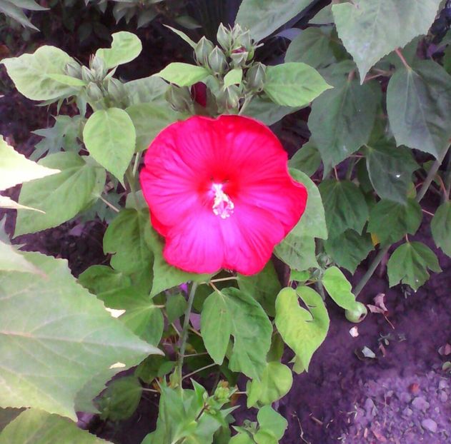 HM1 - Hibiscus moscheutos