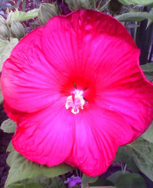 HM2 - Hibiscus moscheutos