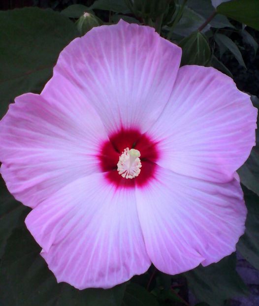 HM5 - Hibiscus moscheutos