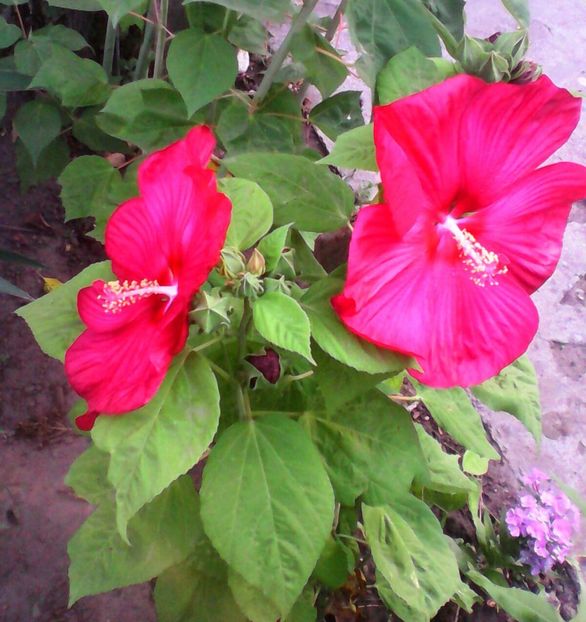 HM7 - Hibiscus moscheutos