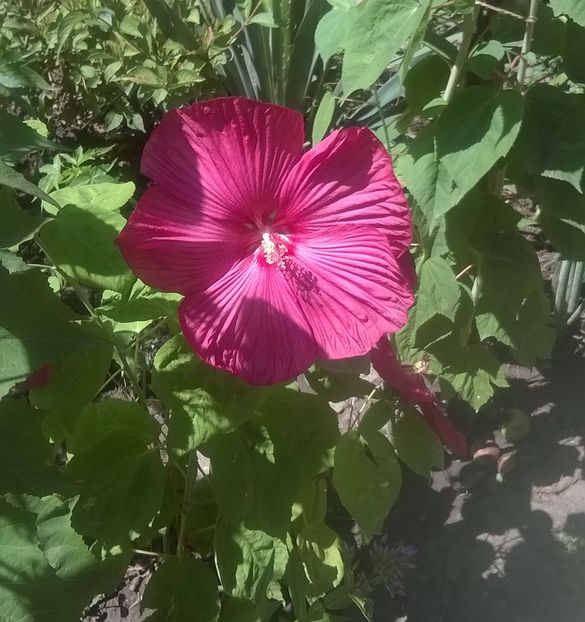 HM9 - Hibiscus moscheutos