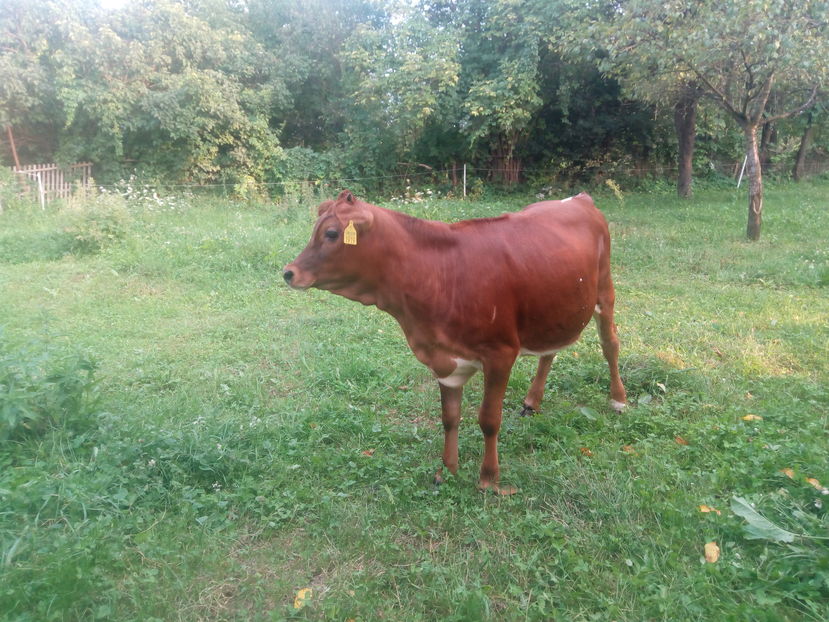 ; Metis de pinzgau cu jersey
