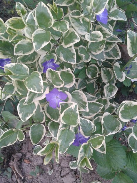 Vinca variegata - IN GRADINA