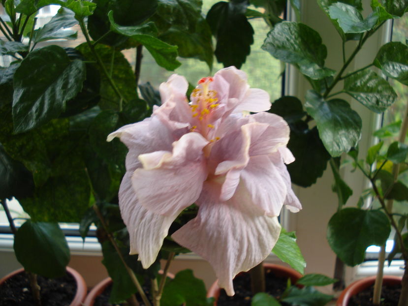  - Hibiscus Key West Thunderhead