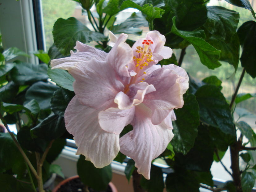  - Hibiscus Key West Thunderhead