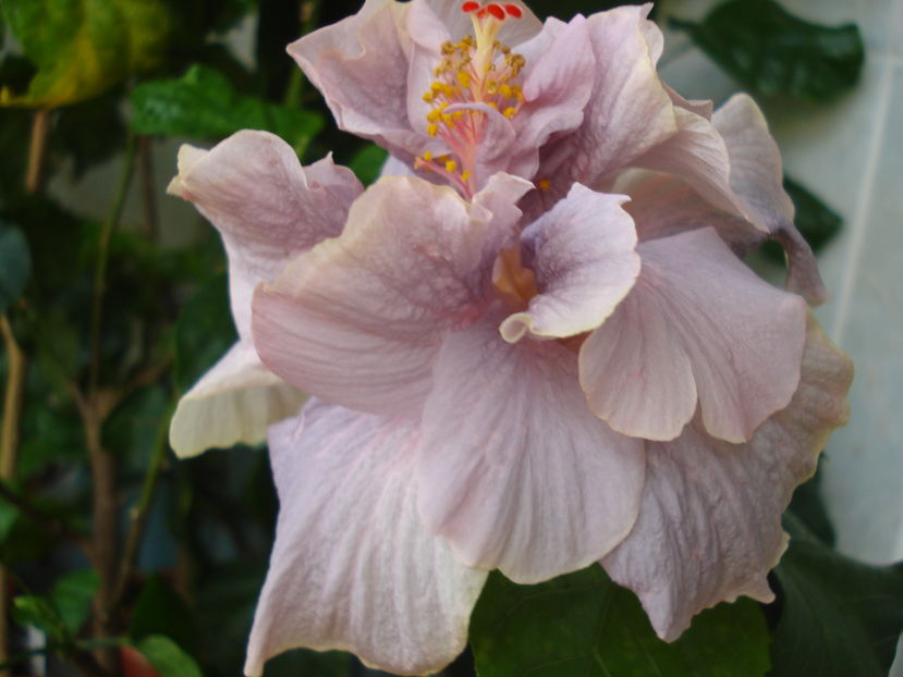  - Hibiscus Key West Thunderhead